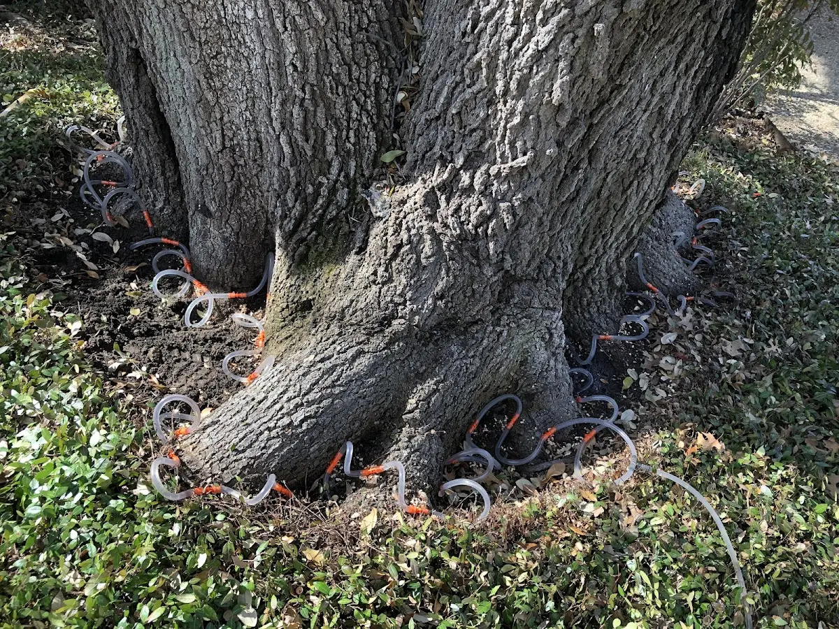 Detailed Tree Cabling and Bracing job site in Trapper Creek