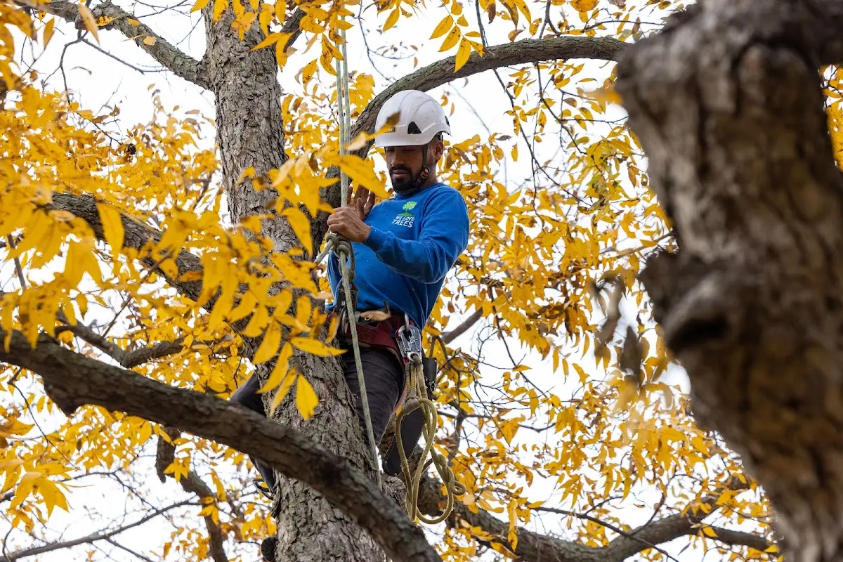 Skilled Storm Damage Cleanup crew working in Trapper Creek