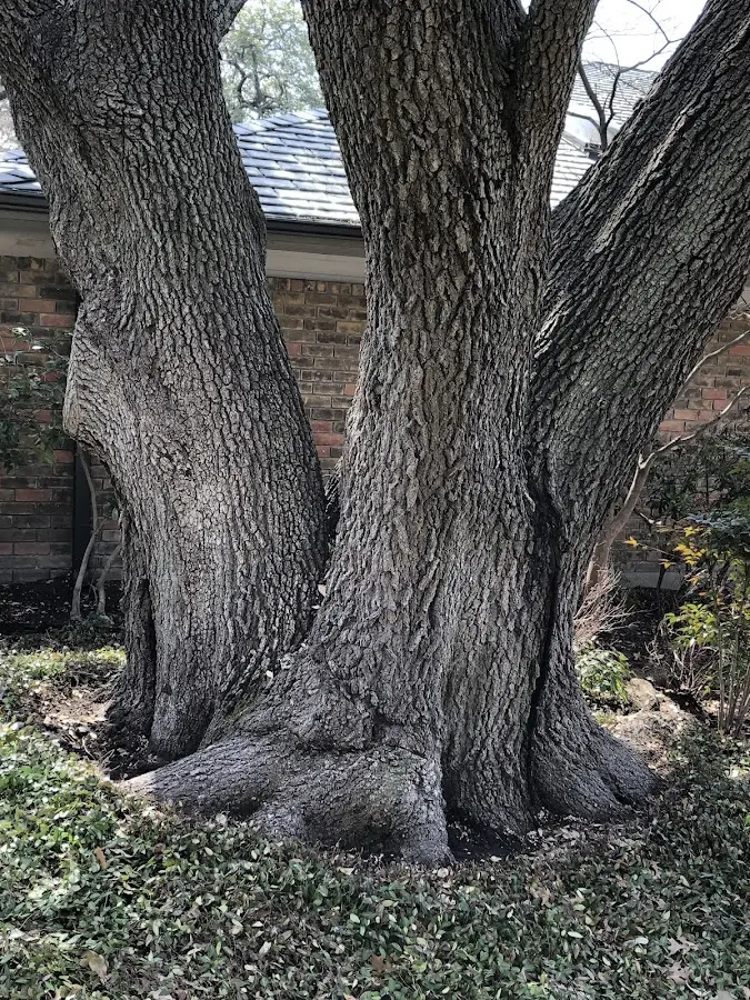 Mature heritage tree close to a Trapper Creek property cared for by certified arborists